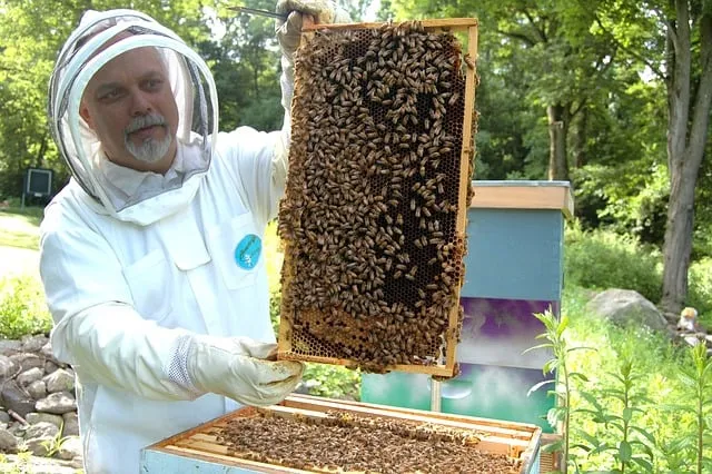 beekeeper g05078a403 640