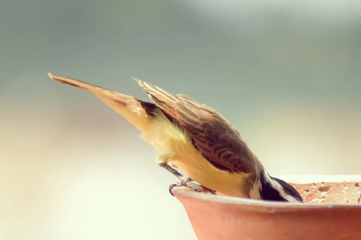 bird feeding drinking pxhere