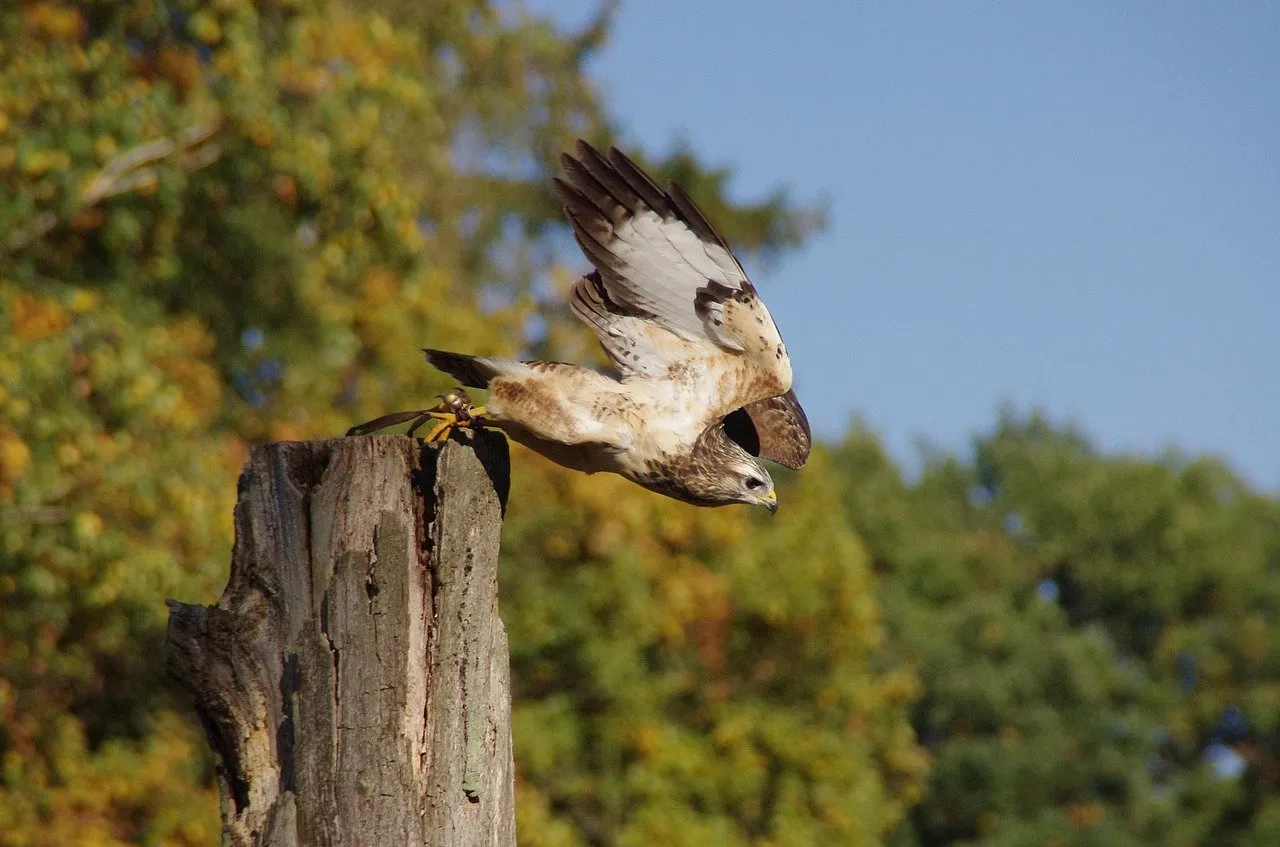 buizerd jensg pixabay