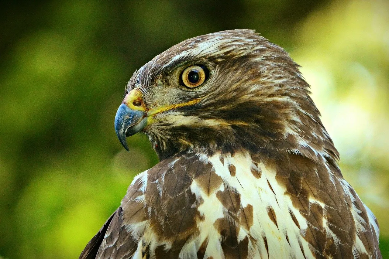 buizerd mabelamber pixabay