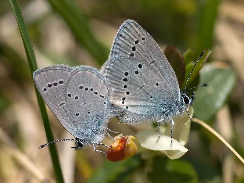 dwergblauwtje ohweh wikimedia