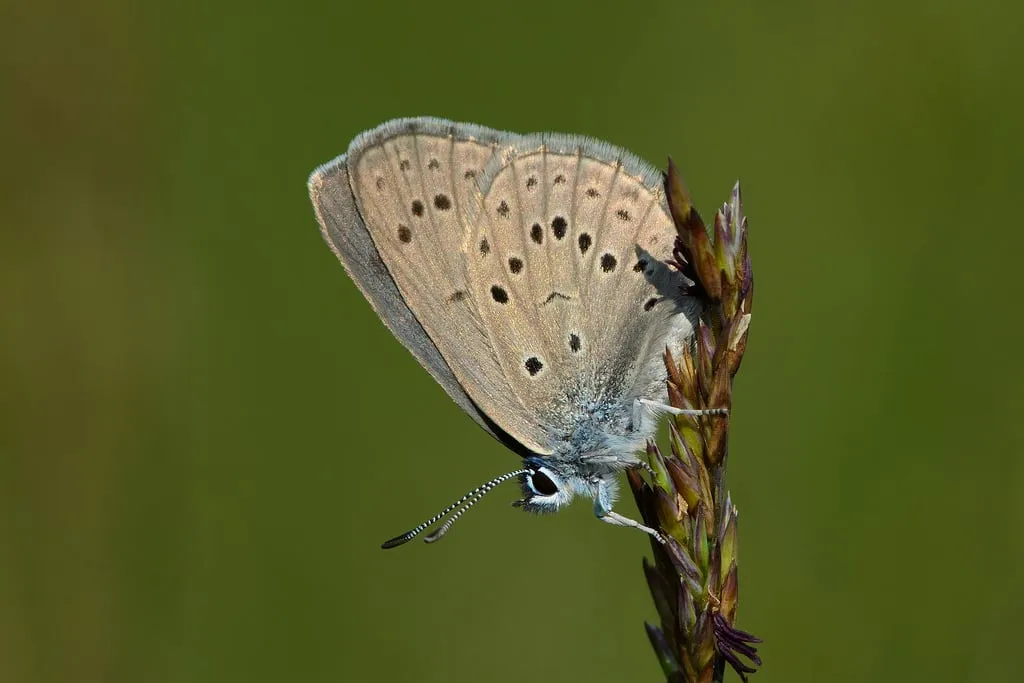 gentiaanblauwtje rob zweers flickr