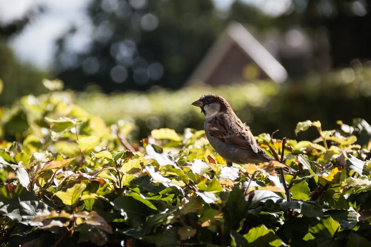 haag mus niek verlaan pixabay