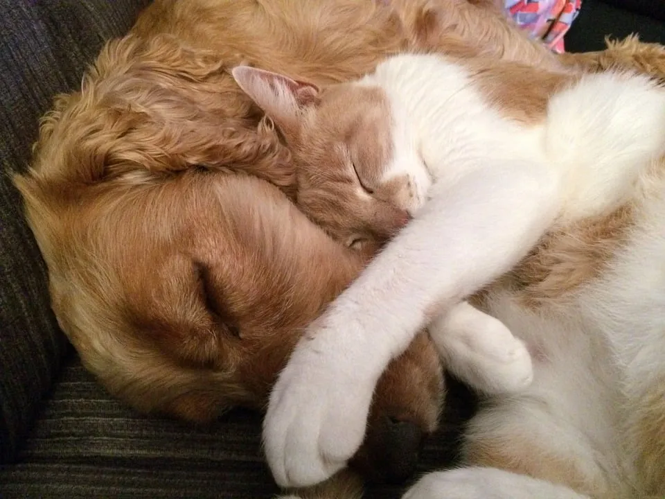 hond en kat 2