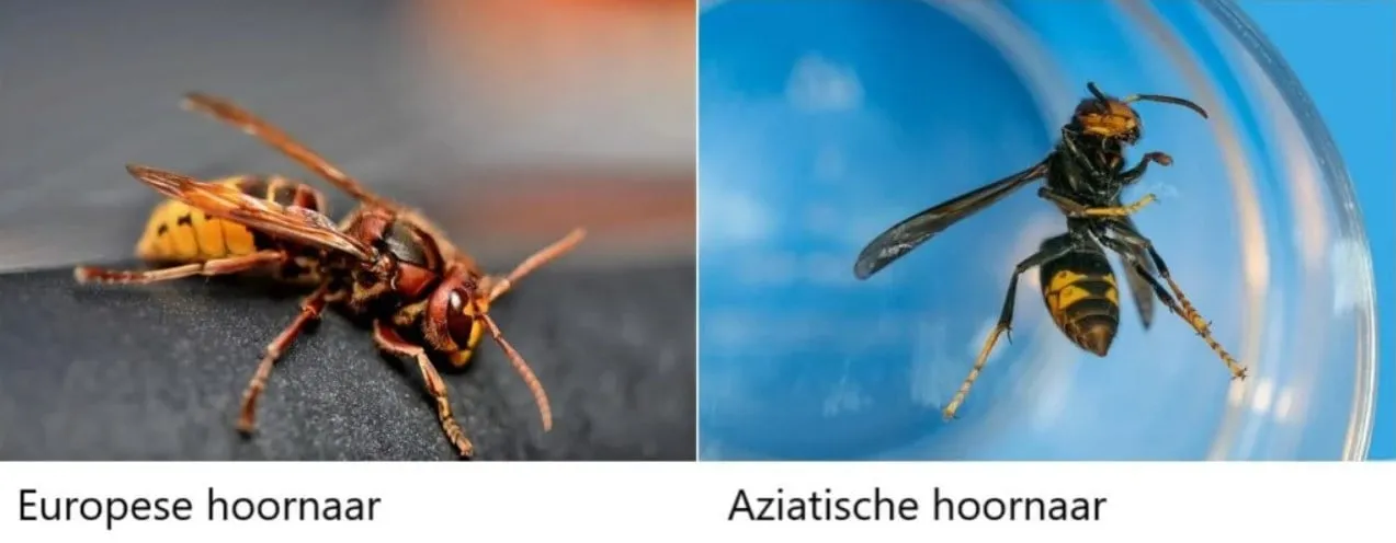 hoornaar europees of aziatisch ralph alain general via pixabay