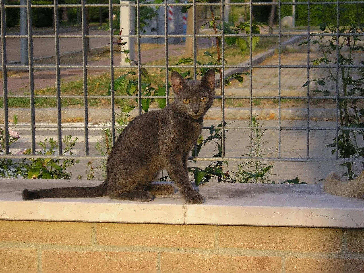 kitten dnasi pixabay