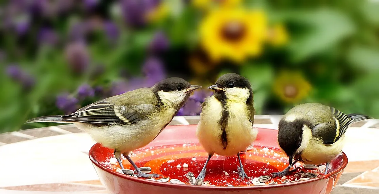 koolmeesjes eten oldiefan pixabay