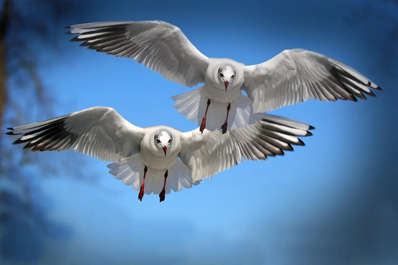 meeuwen screamenteagle pixabay