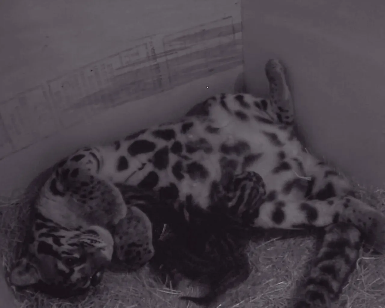 nevelpanter drieling