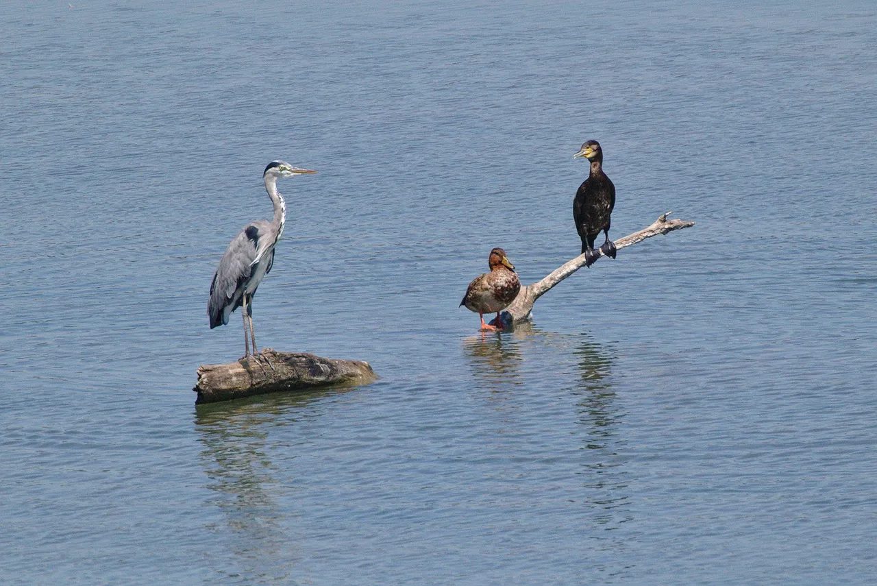 reiger eend en aalscholver derweg pixabay