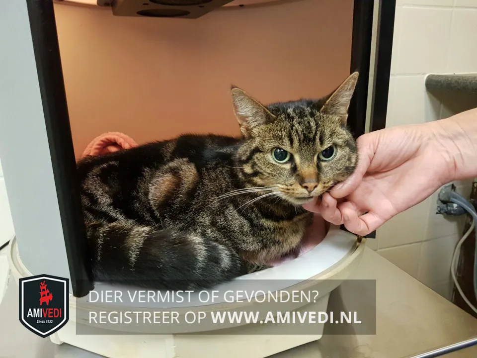 tijger poes gevonden