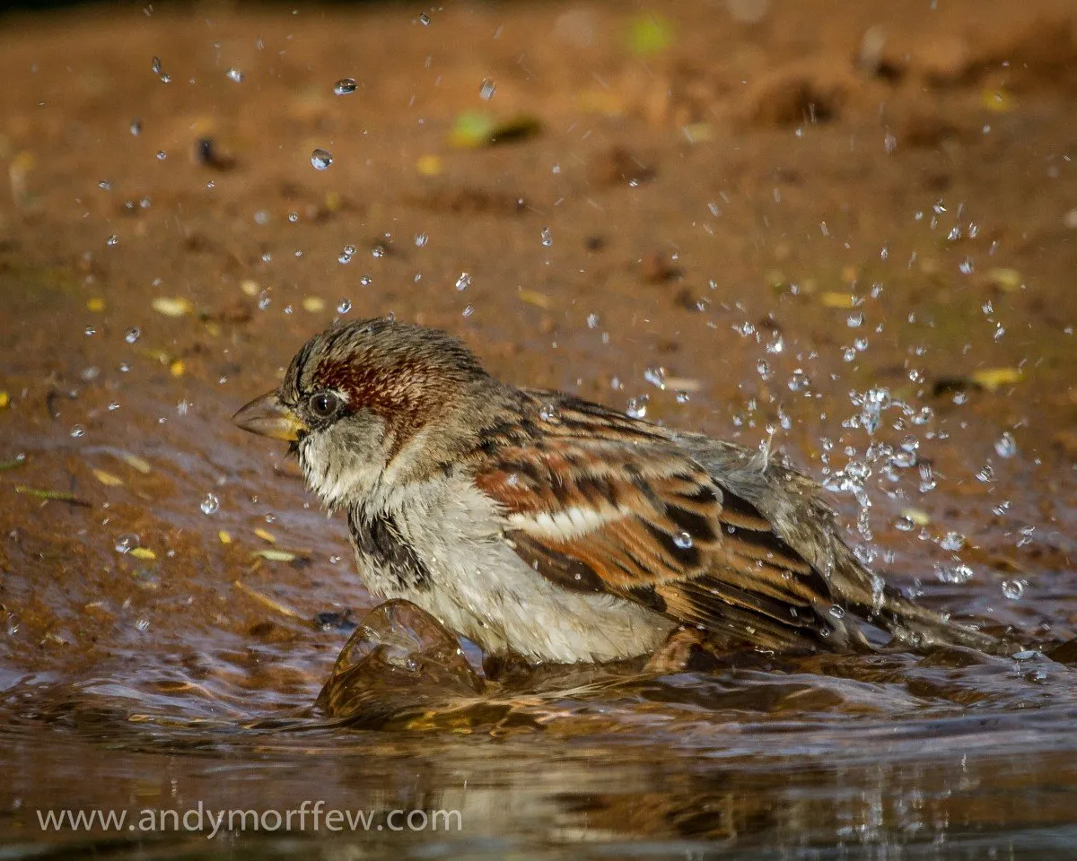 water bath housesparrow naturethroughthelens andymorffew morffew 383507