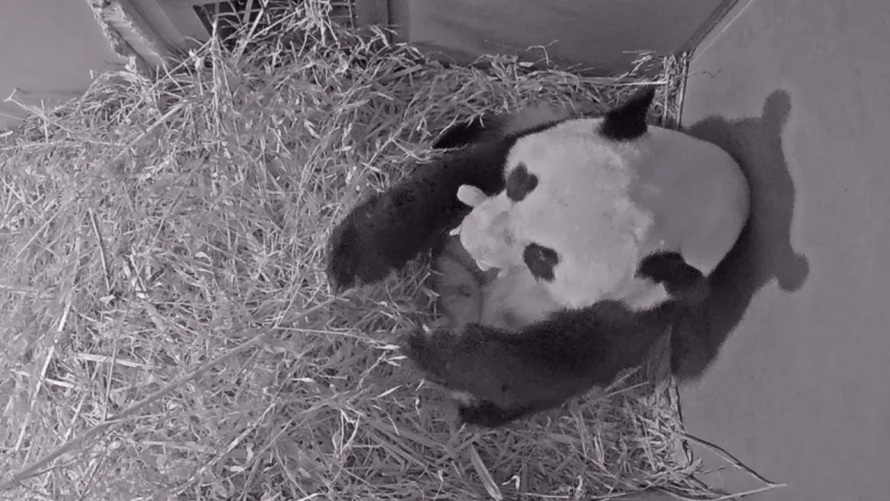 wu wen met pandajong ouwehands dierenpark 2