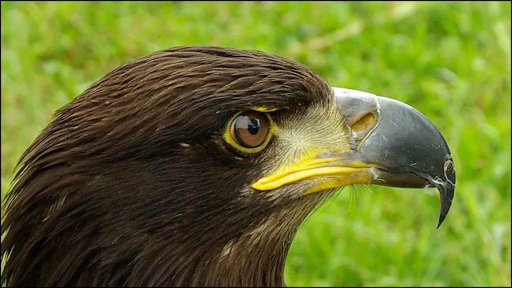 zeearend marianne cornelissen kuyt cc by sa 40 wikimedia