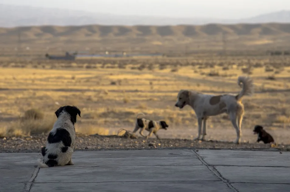 zwerfhonden javad esmaeili pixabay