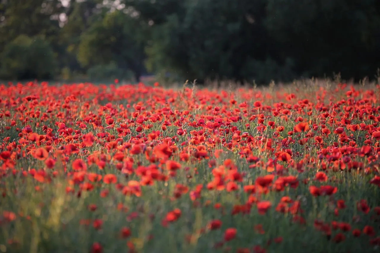 poppies goranh via pixabay