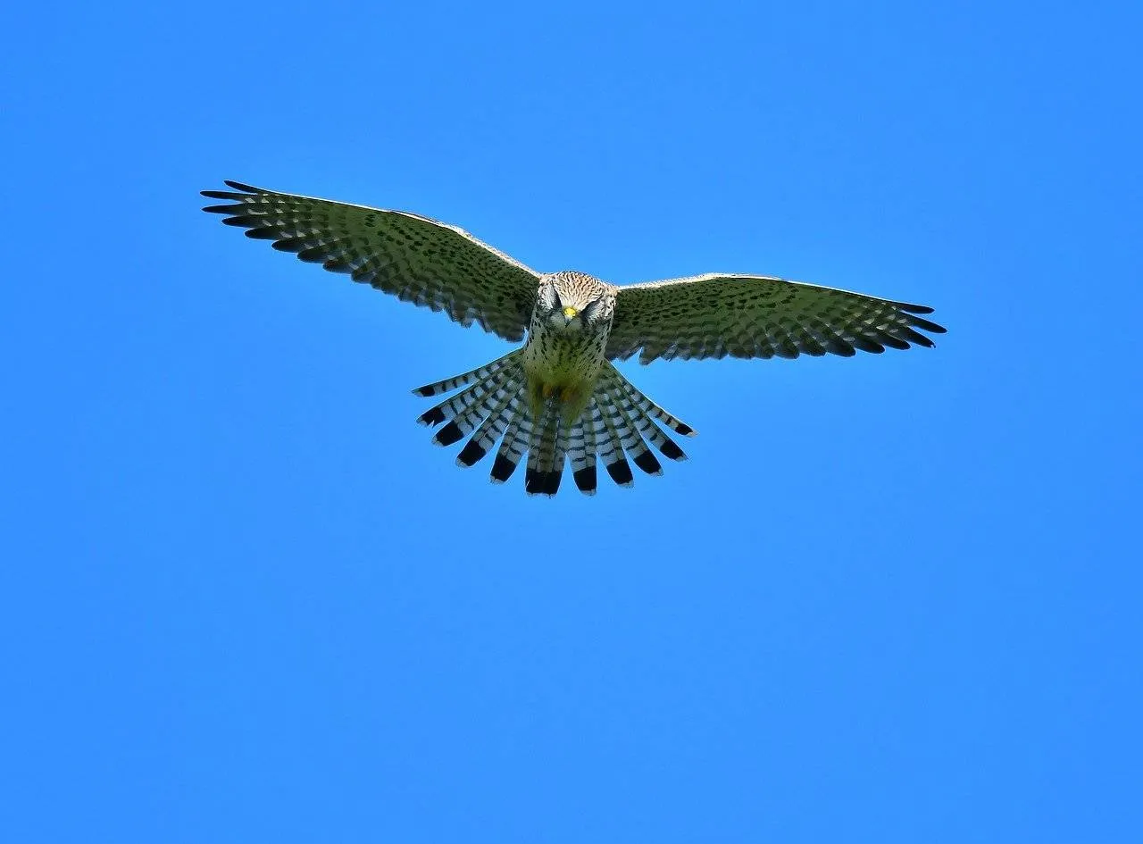 torenvalk georg wietschorke pixabay