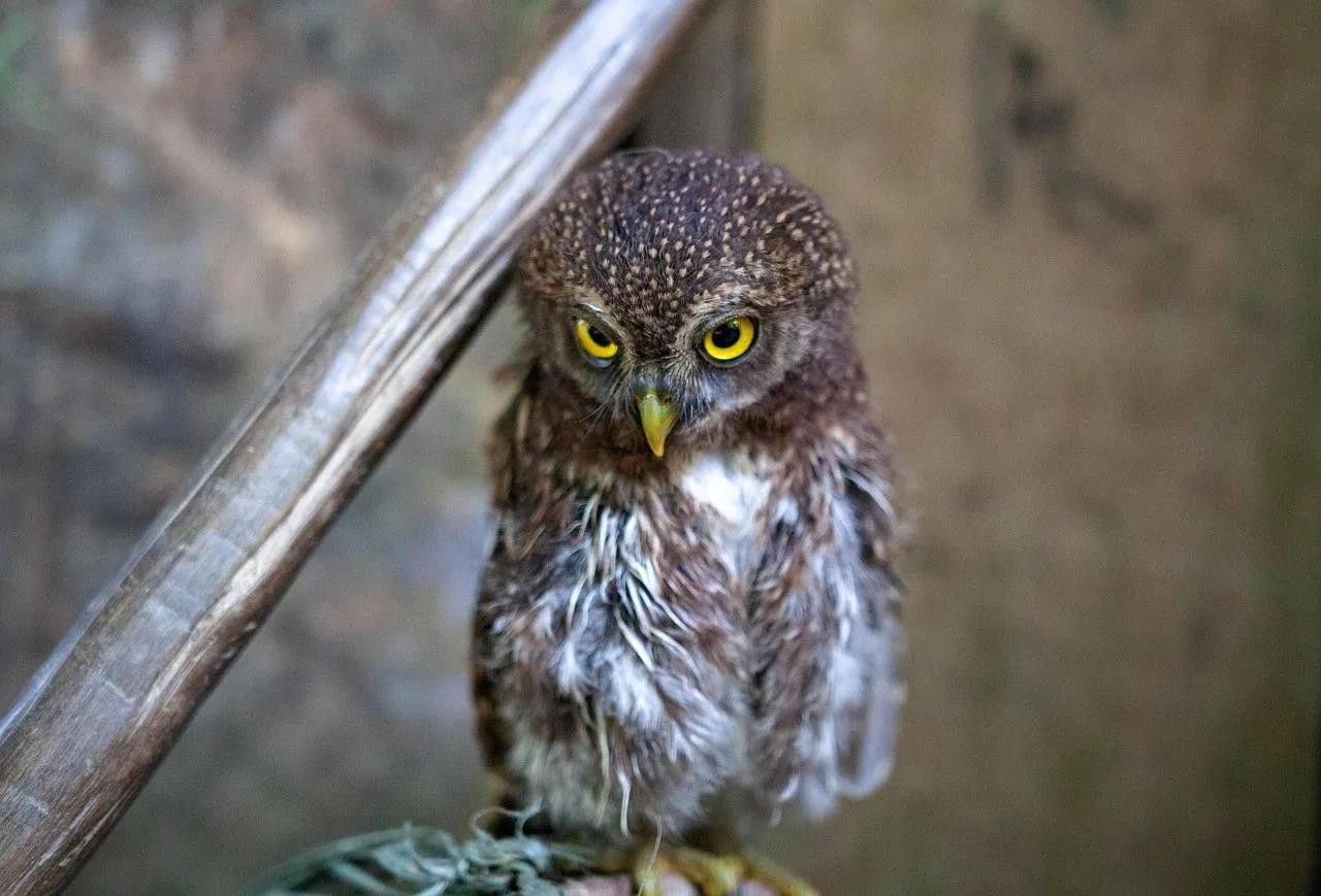 Steenuil gyulche1 Pixabay