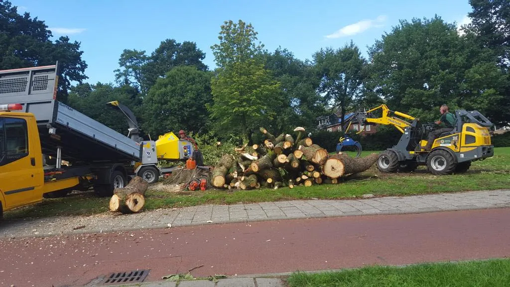 2015 09 02 oude kastanjeboom velp 040