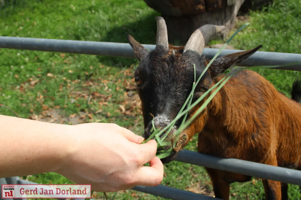 22 06 2019 suiting kinderboerderij rheden 7