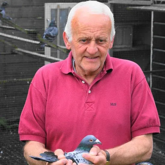 b danen postduivenvereniging velp zuid