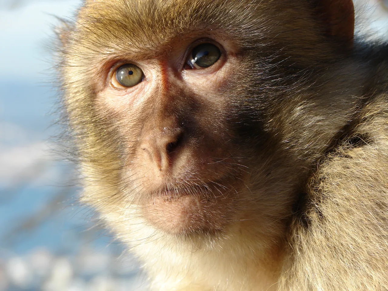berberaap