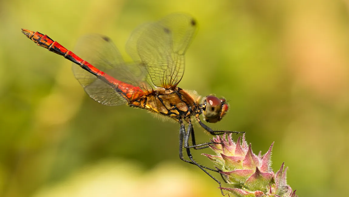 bloedrode heidelibel sympetrum sanguineum ivn oost veluwezoom