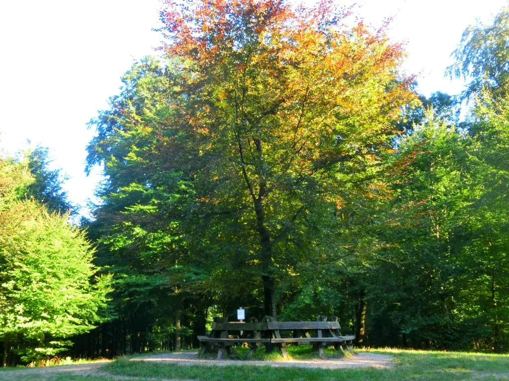 carolinaberg