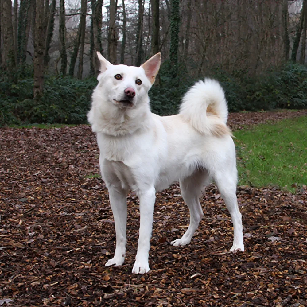 cody dierentehuis arnhem en omstreken2
