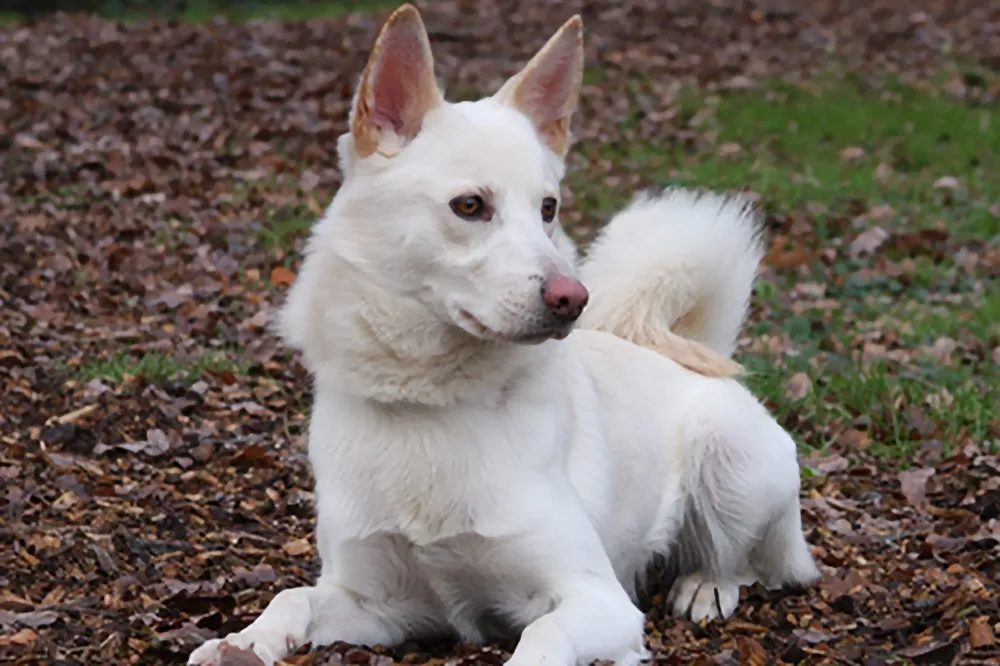 cody dierentehuis arnhem en omstreken3
