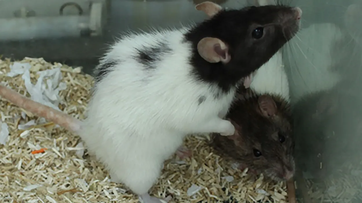 dopey bibi 1 dierentehuis arnhem en omstreken