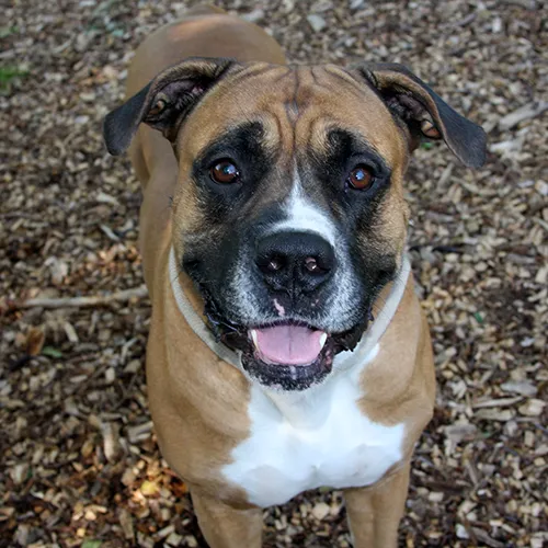 gringo 24240 dierentehuis arnhem omstreken 3