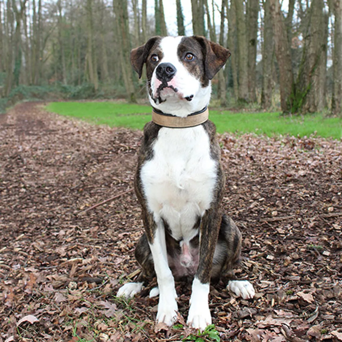 huisdier van de week pet dierentehuis arnhem en omstreken