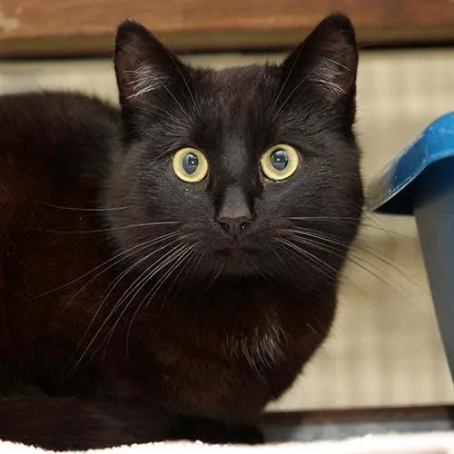 igor1 dierentehuis arnhem eo