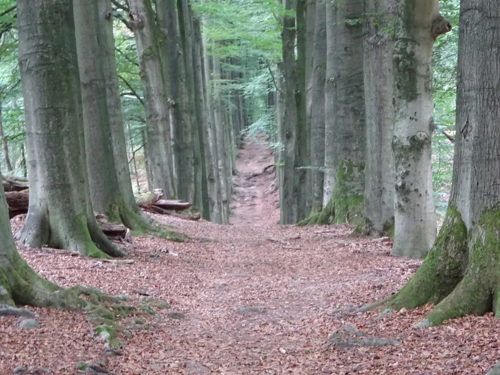 kaarsrecht pad