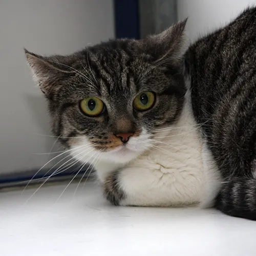 kleintjes 25827 en 25828 2