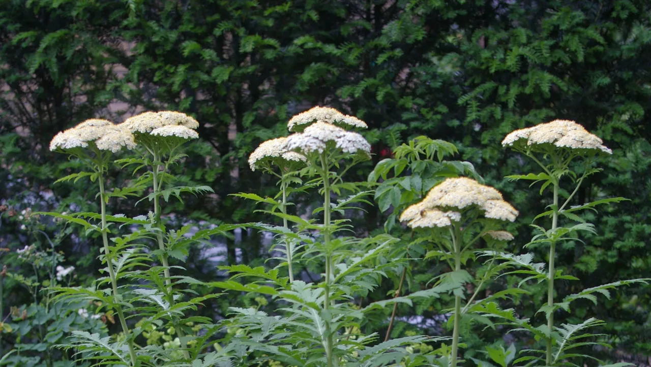 lezing marcel de wagt tineke makel groei bloei veluwezoom