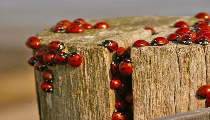 lieveheersbeestjes natuurmonumenten1