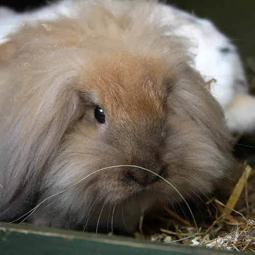 maggie 25388 en dirk 21596 3