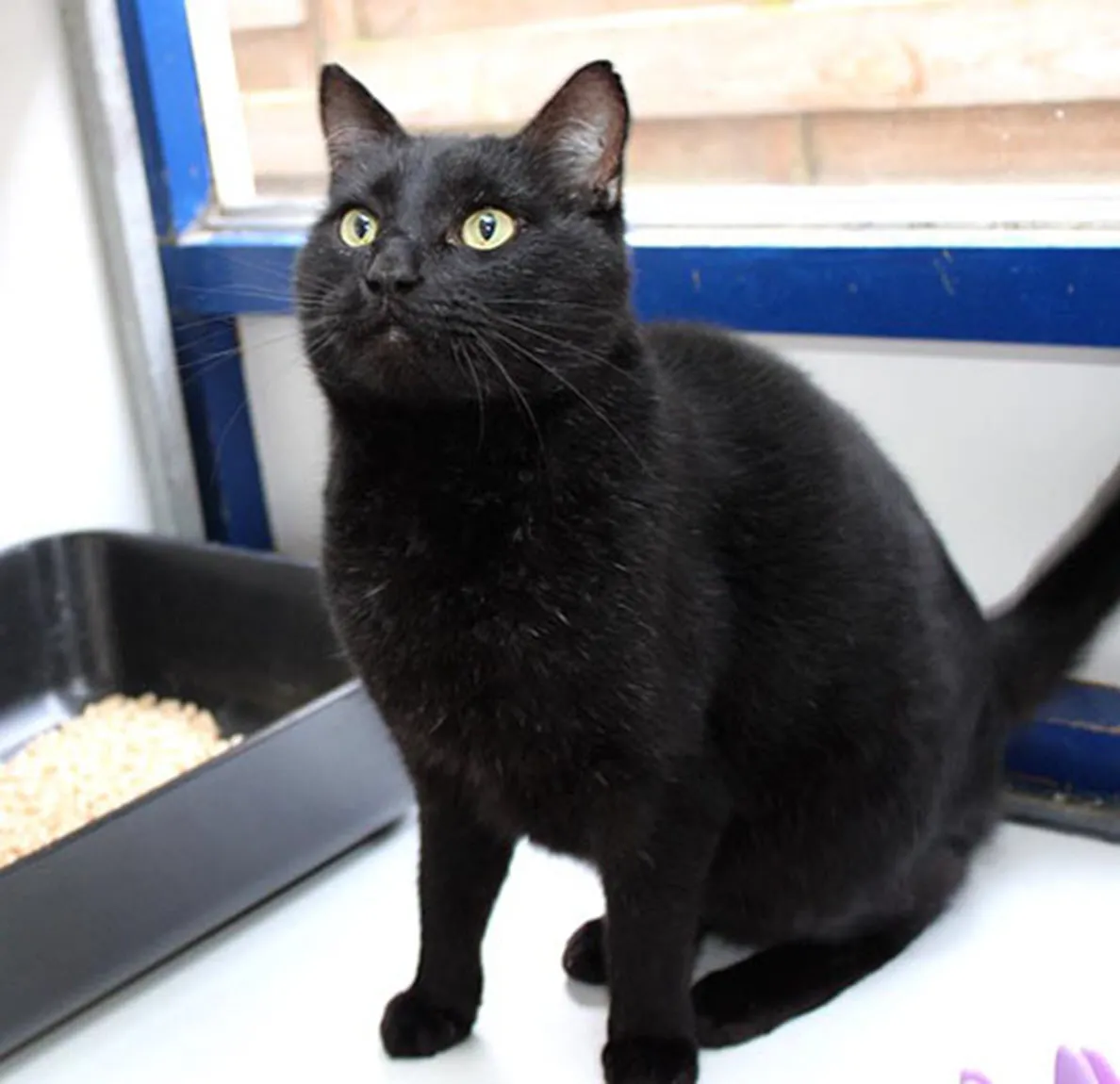 mannix1 dierentehuis arnhem en omstreken