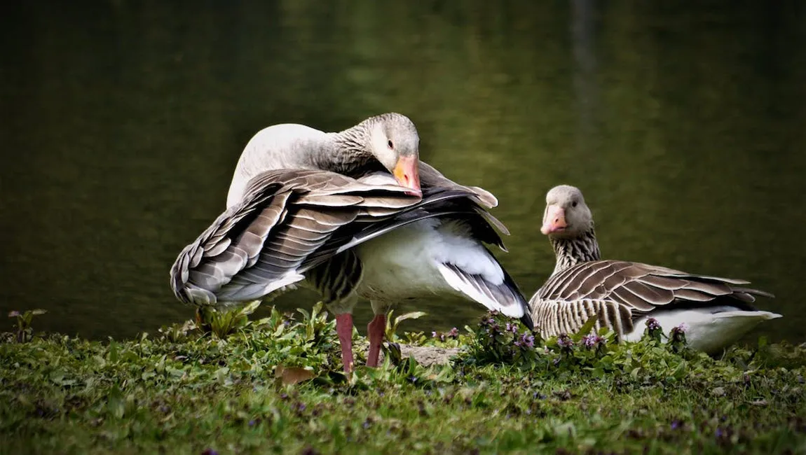 marieke van der linde