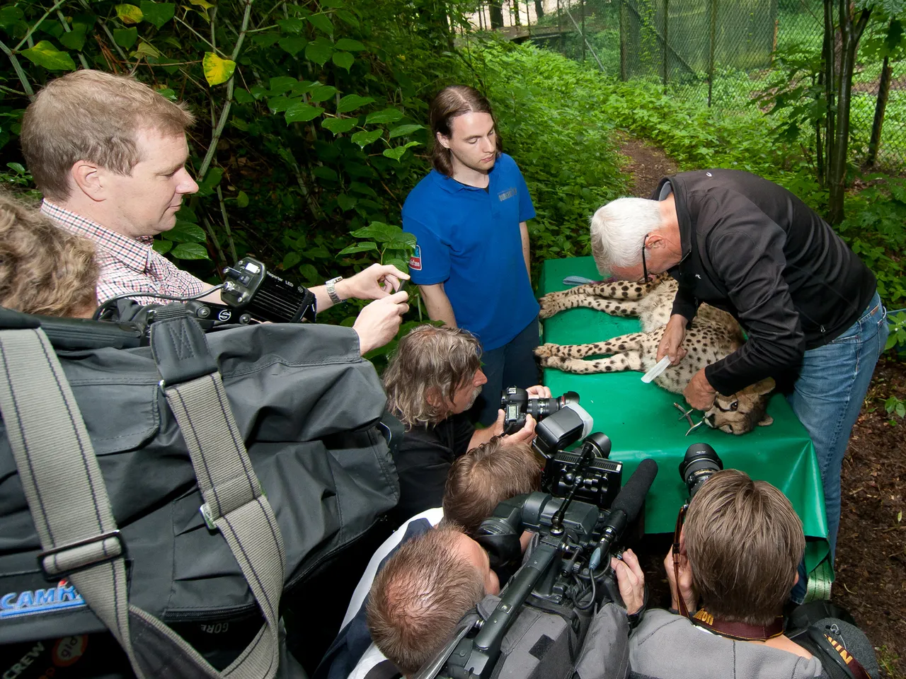 medische controle cheeta