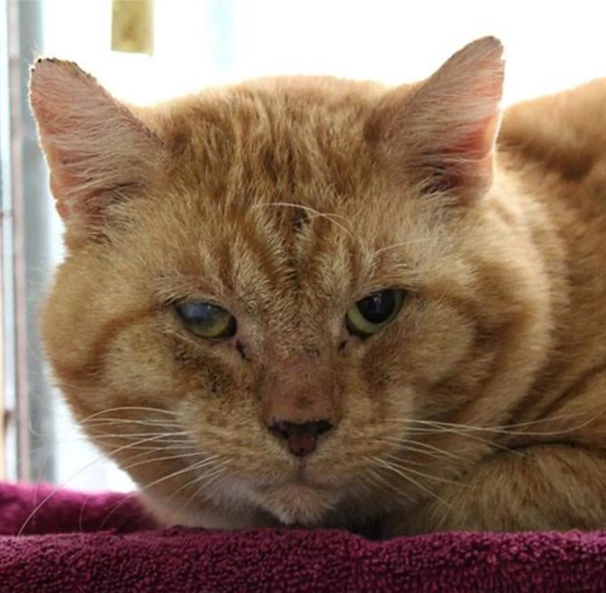 murphy1 dierentehuis arnhem en omstreken