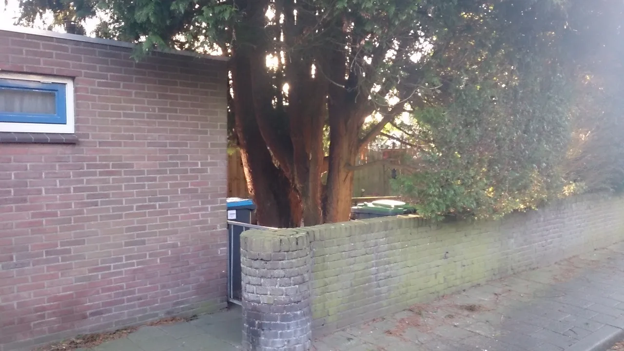 oude taxus conifeer vkolplein dec2014 6