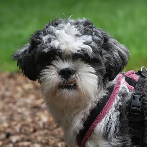 paco 25308 1 500x500