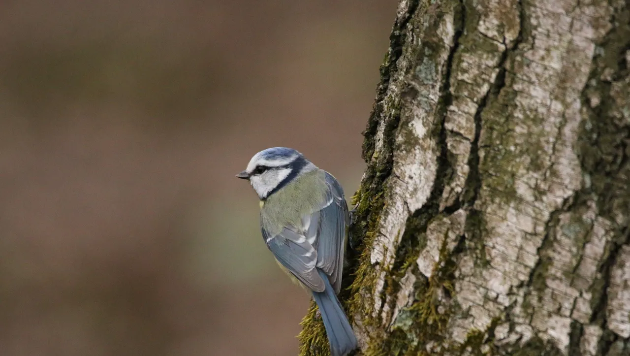 pimpelmees jaap vette