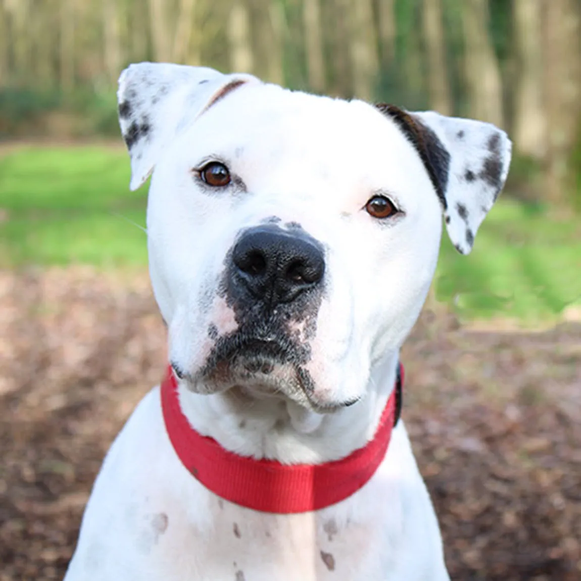 rambo dierentehuis arnhem en omstreken2