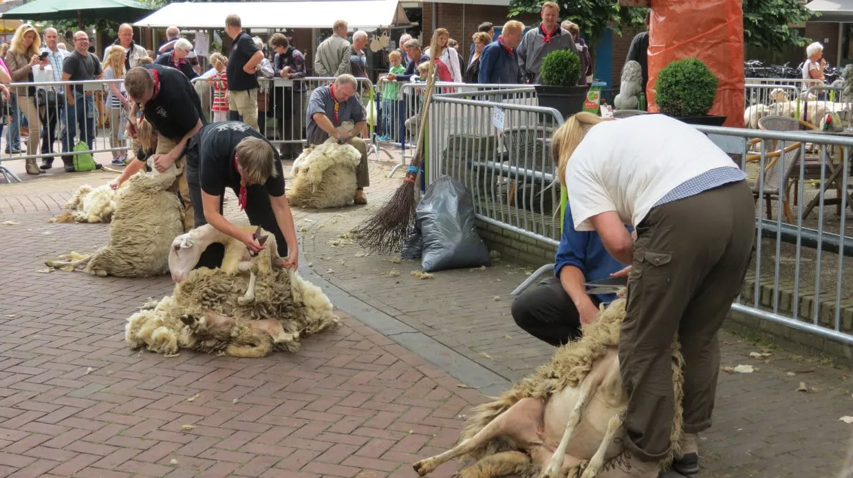 schaapscheerdersfeest2