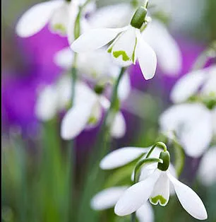 sneeuwklokjesfestijn18