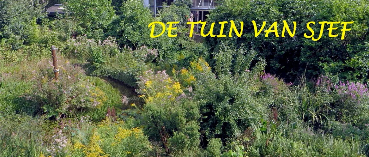 tuin van sjef